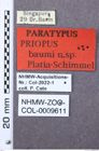 Etikett zu Melanotus probatus (Platia & Schimmel, 2001)
